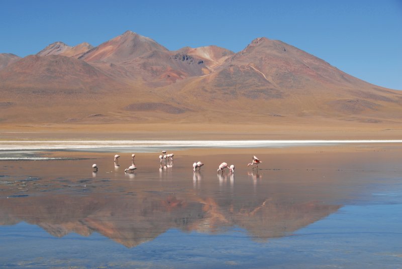 As principais lagunas dos Altiplanos Bolivianos 5