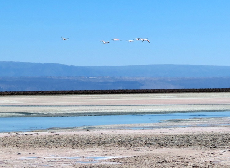 Lagunas Altiplânicas de São Pedro de Atacama 2