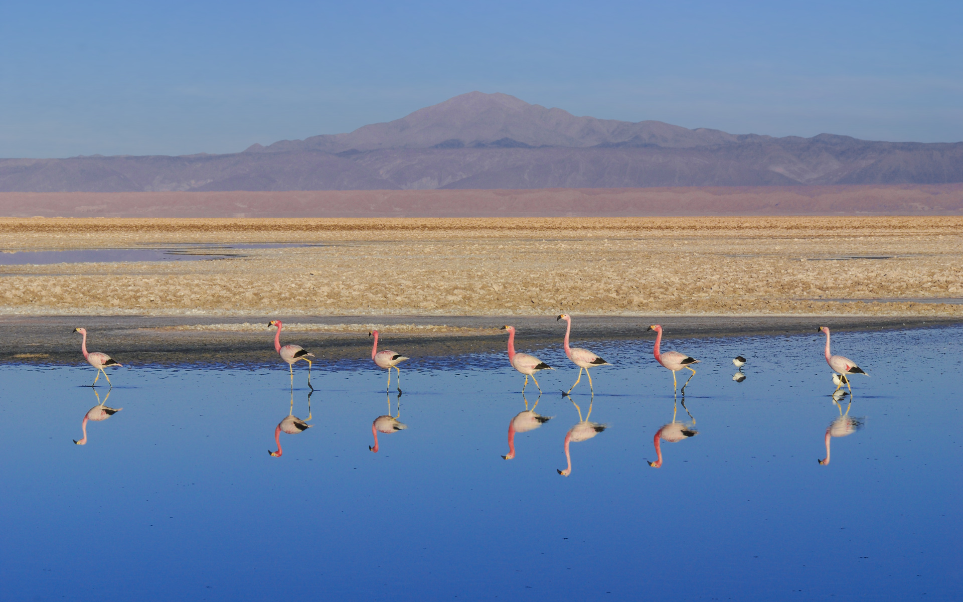 Lagunas Altiplânicas de São Pedro de Atacama 3