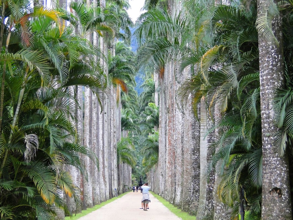 Jardim Botânico palmeiras centenárias 